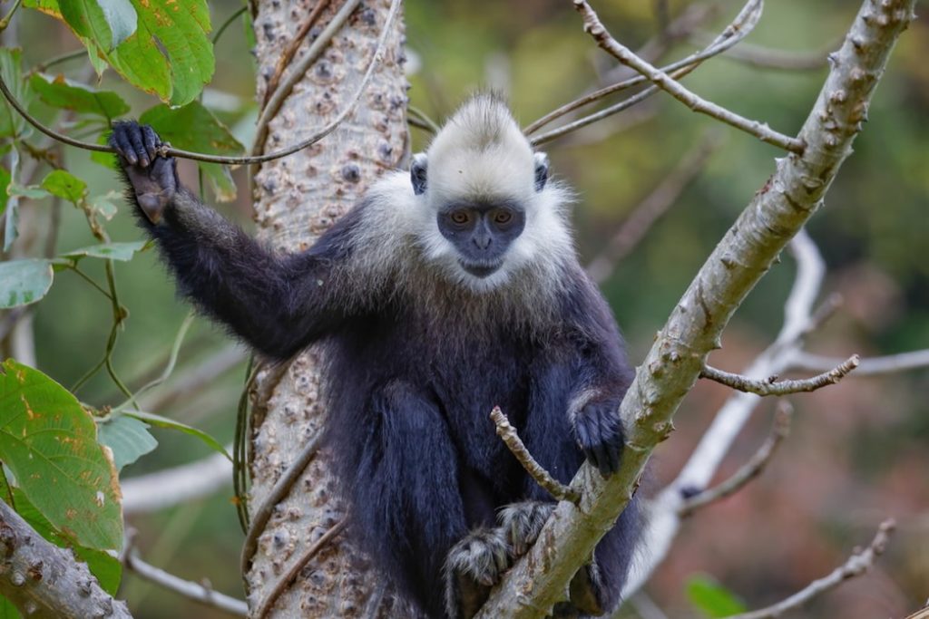 Langur de cabeza blanca en los acantilados de las islas de la Bahía de Halong, Vietnam