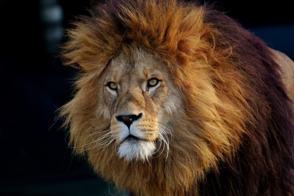 León africano en la sabana del Serengeti, Tanzania