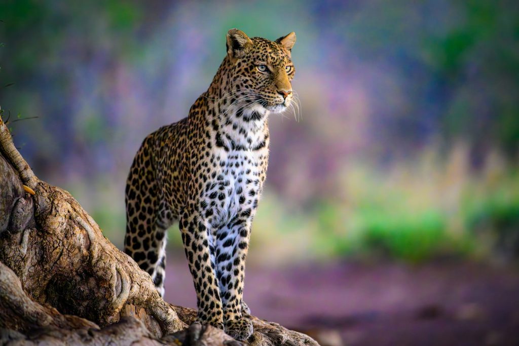 Leopardo africano en los bosques de las laderas del Kilimanjaro, Tanzania