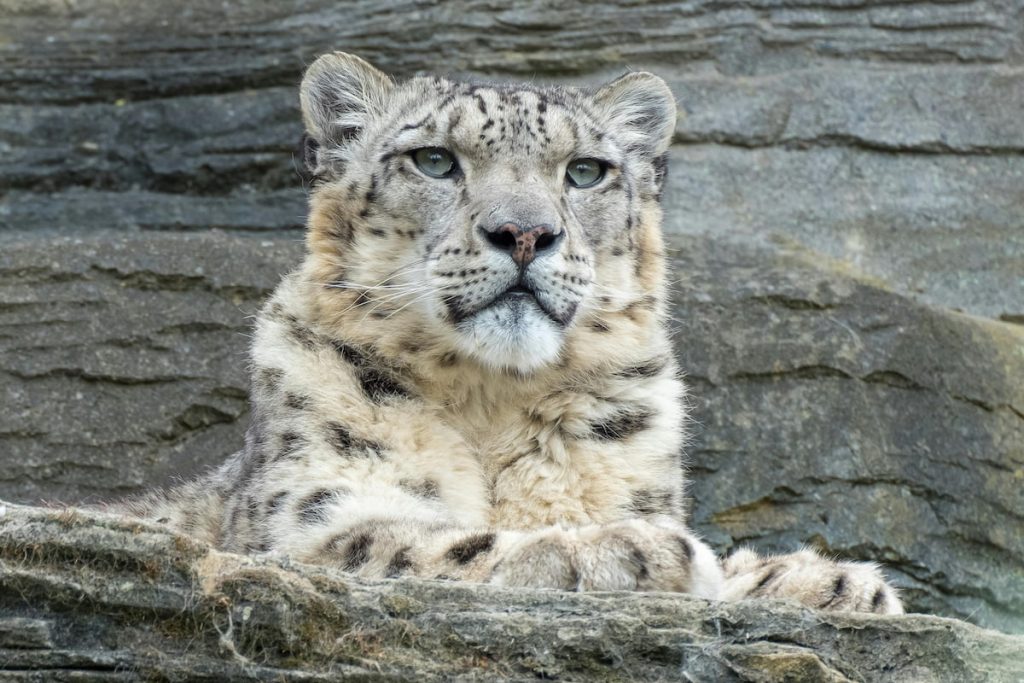 Leopardo de las nieves en las rocas del Himalaya cerca del Everest, Nepal