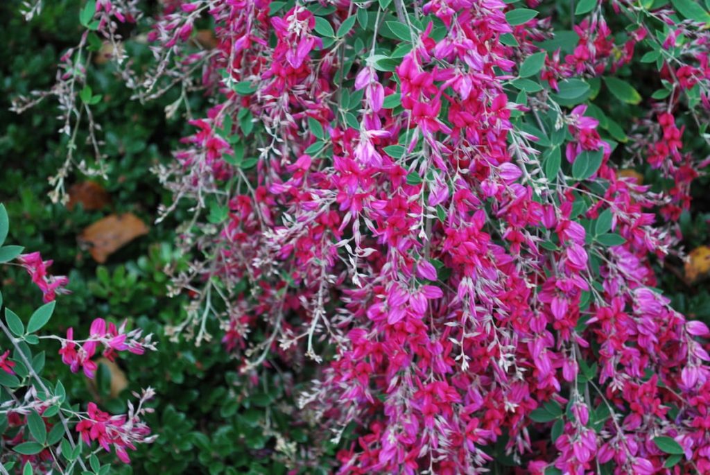 Lespedeza florida en las laderas otoñales del Monte Fuji, Japón