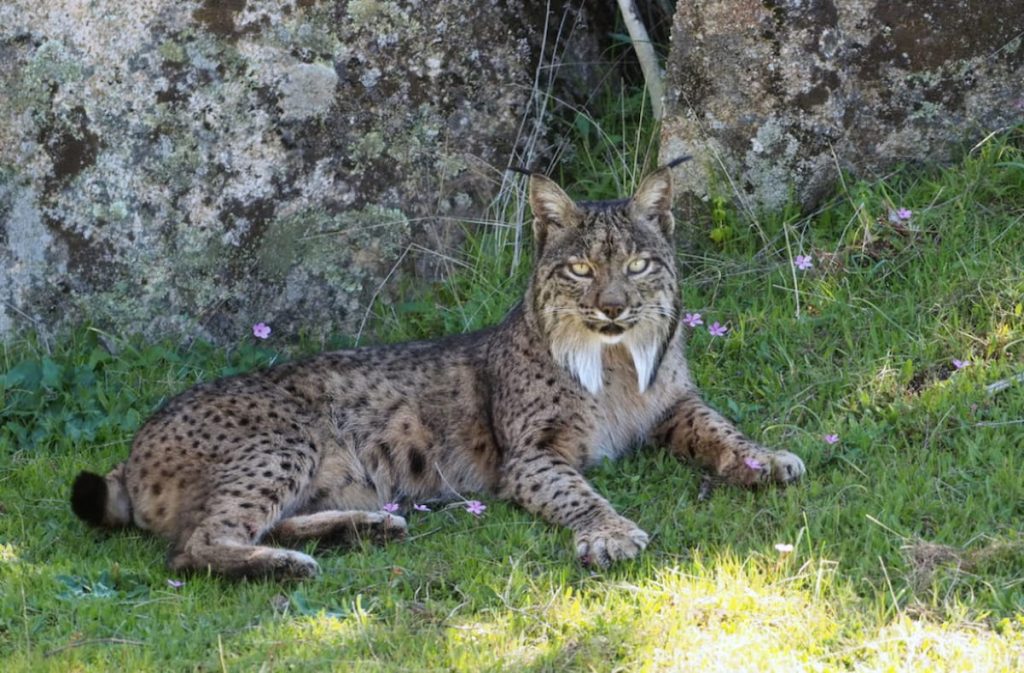 Lince ibérico en el Coto de Doñana, Huelva Andalucía España