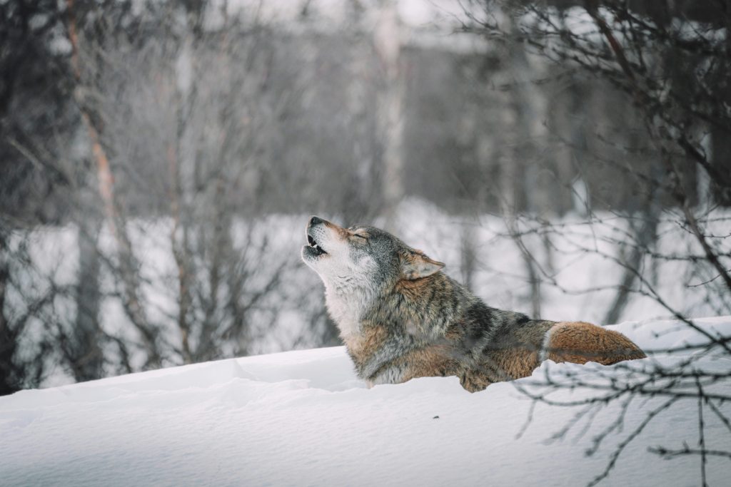 Lobo gris en el Valle de Lamar, Parque Nacional de Yellowstone