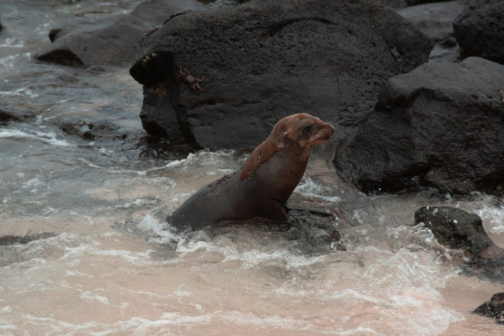 Lobos marinos en las rocas de las Islas Galápagos, Ecuador
