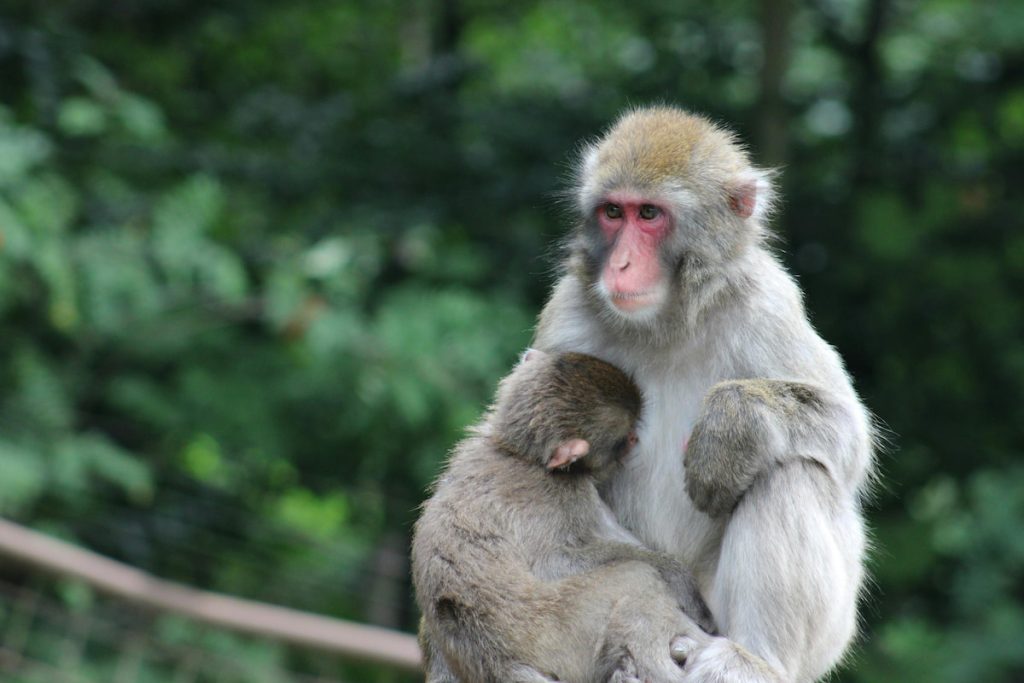 Macaco japonés en las laderas boscosas del Monte Fuji, Japón