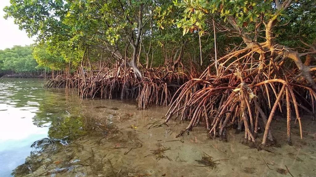 Raíces aéreas del manglar rojo en los Everglades, Florida
