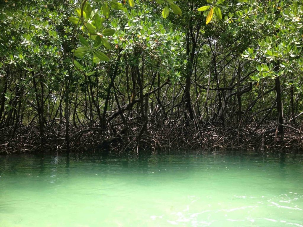 Manglar de raíces aéreas en las orillas de la Bahía de Halong, Vietnam