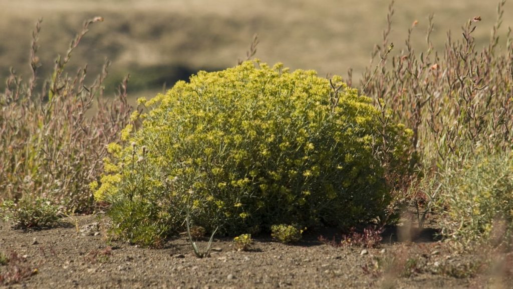 Mata barrosa en la estepa patagónica del Parque Nacional Torres del Paine, Chile