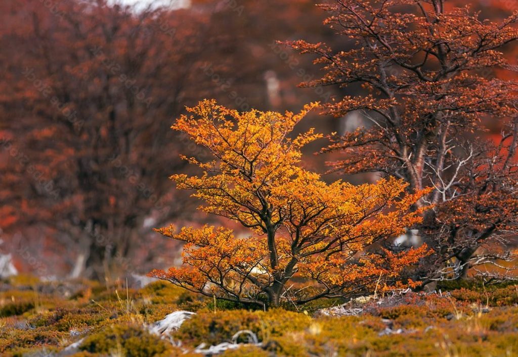 Bosque de ñire en otoño austral en el Parque Nacional Torres del Paine, Chile