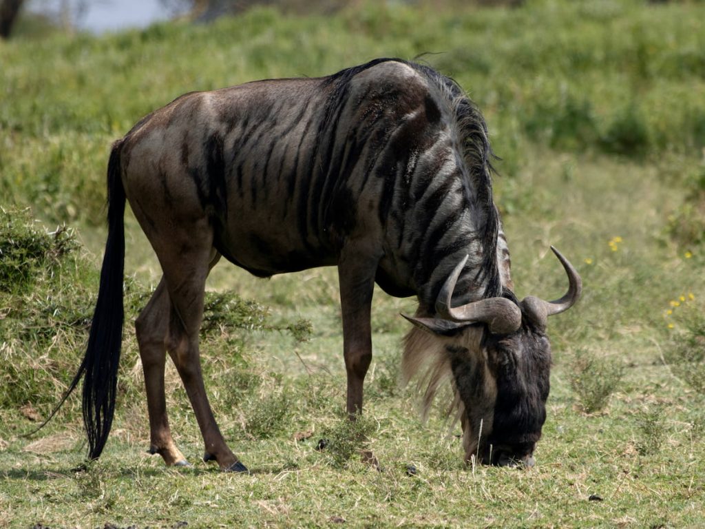Ñu en la Gran Migración del Serengeti, Tanzania