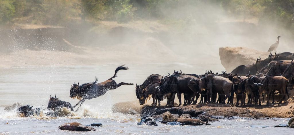 Gran Migración de ñus cruzando el río Mara en el Serengeti, Tanzania