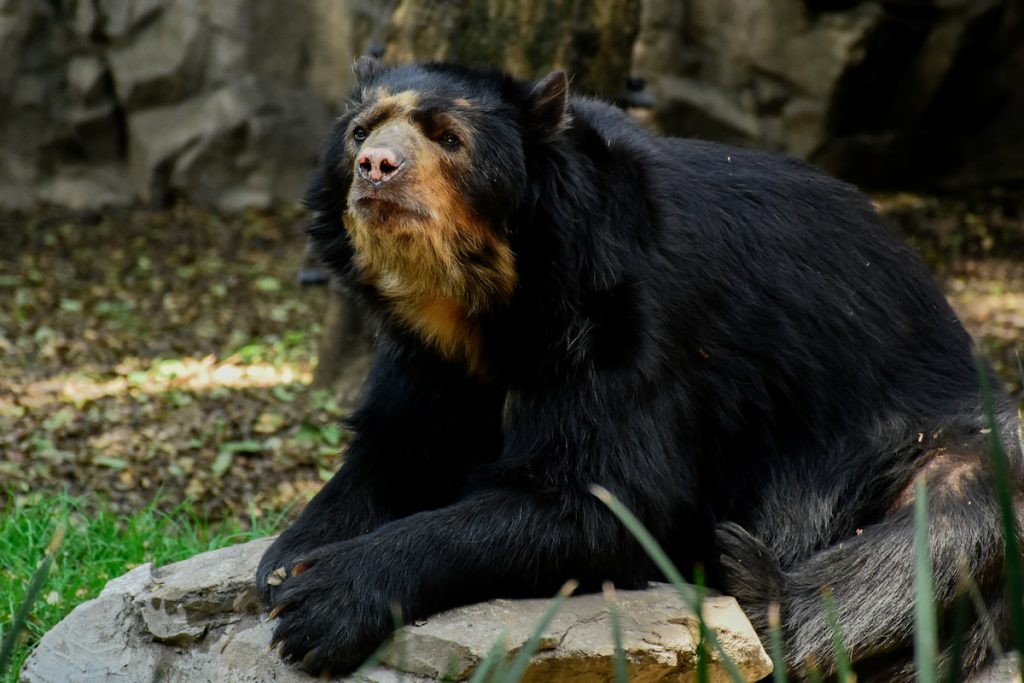 Oso andino de anteojos en el bosque nuboso andino del Santuario de Machu Picchu, Perú