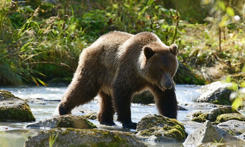 Oso grizzly en el Parque Nacional de Yellowstone, Wyoming
