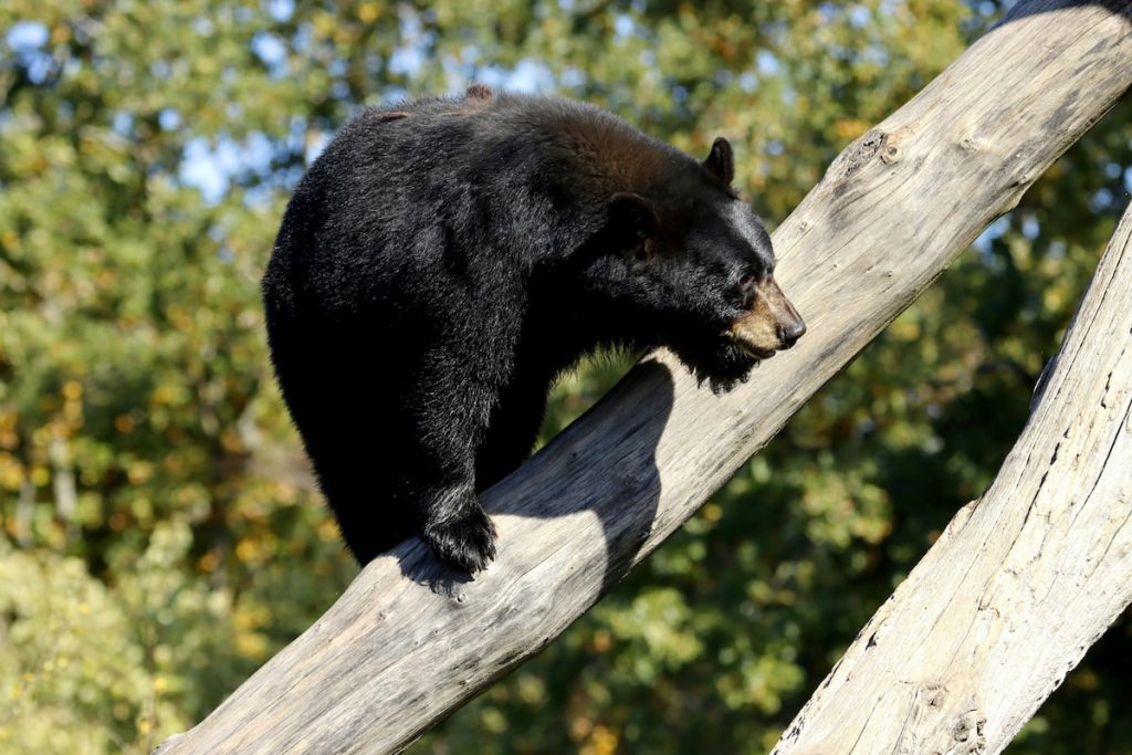 Oso negro americano en el bosque del Parque Nacional de las Secuoyas, California