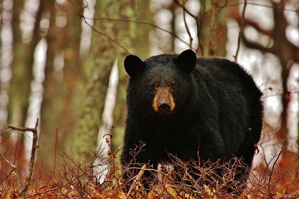 Oso negro americano en el Parque Nacional de Yosemite, California