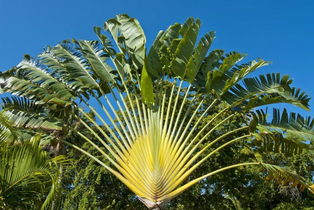 Palmera del viajero en la selva ribereña de las Cataratas Victoria, Zimbabue
