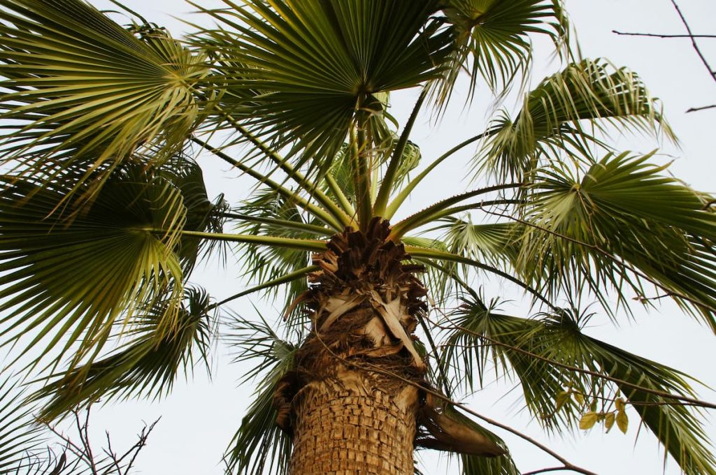 Palmera pindó en la selva misionera del Parque Nacional Iguazú, Argentina