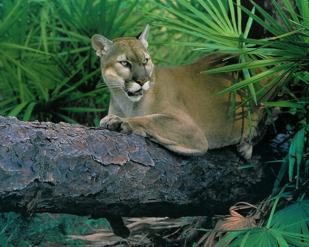Pantera de Florida en el Parque Nacional Everglades, Florida