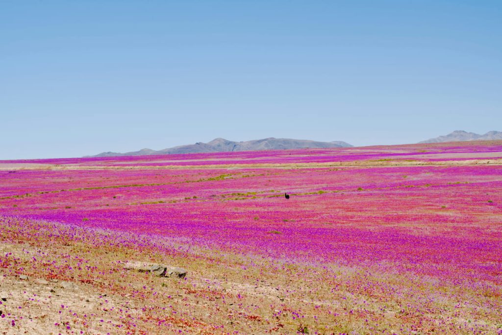 Desierto florido con pata de guanaco en el Desierto de Atacama, Chile