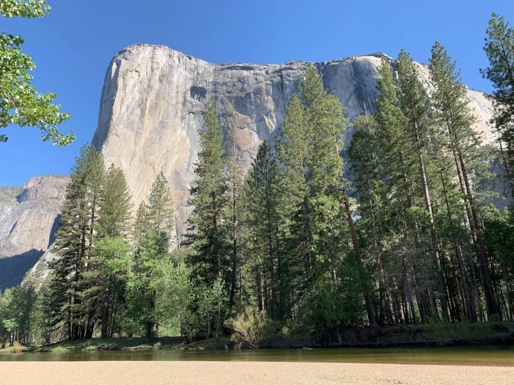 Pino de corteza blanca en las zonas alpinas del Parque Nacional de Yosemite