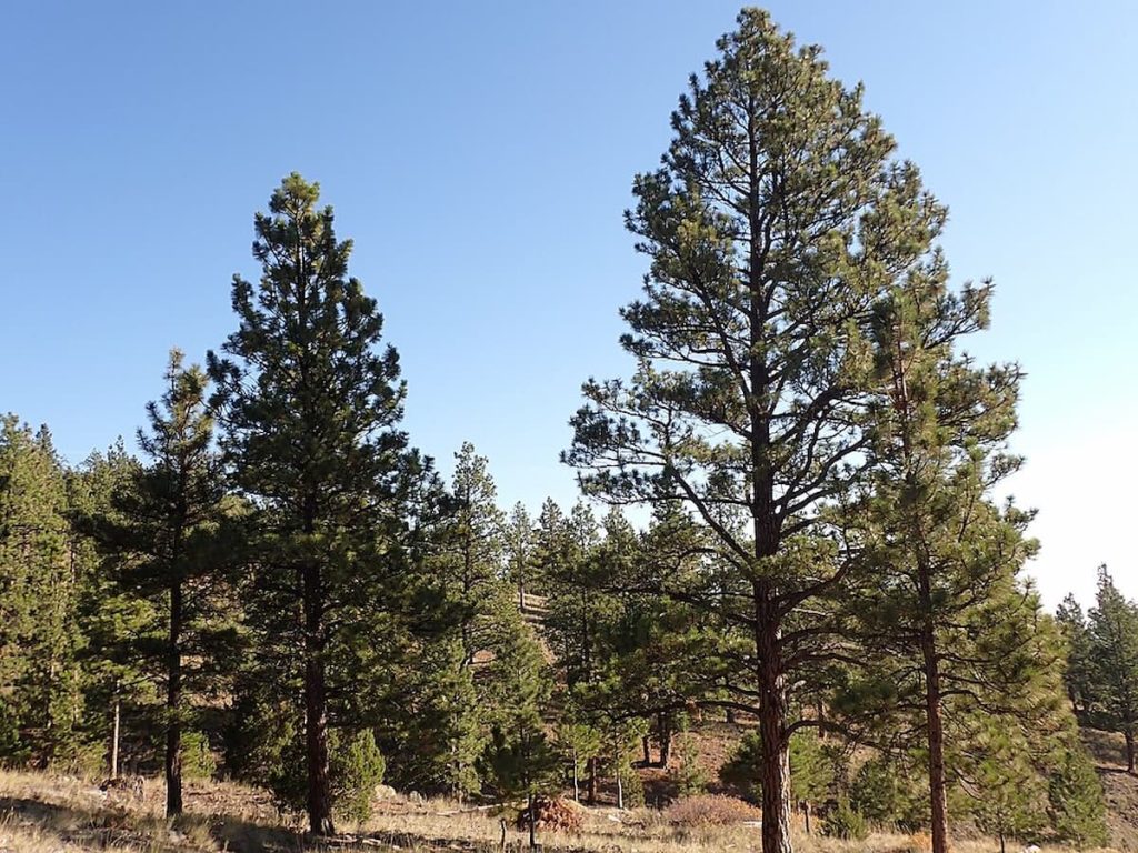 Bosque de pinos ponderosa en el borde sur del Gran Cañón, Arizona