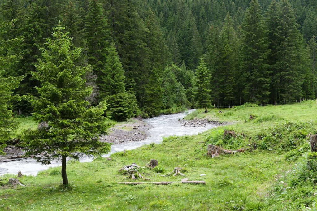 Pino cembro en los bosques alpinos de alta montaña del Mont Blanc