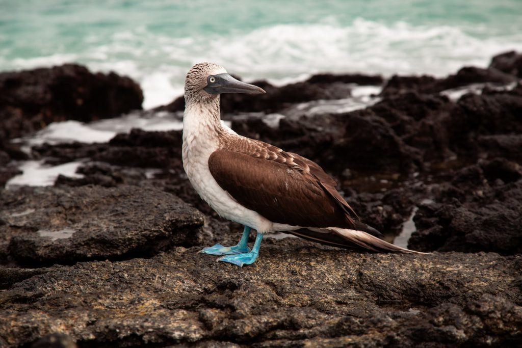 Piquero de patas azules en las Islas Galápagos, Ecuador