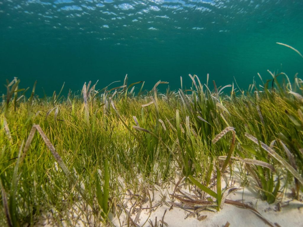  Pradera de posidonia submarina en la Gran Barrera de Coral, Australia