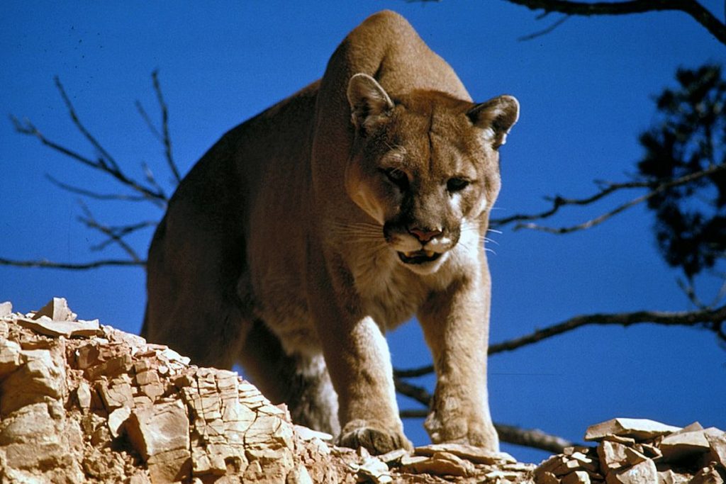 Puma en el Parque Nacional Gran Cañón, Arizona