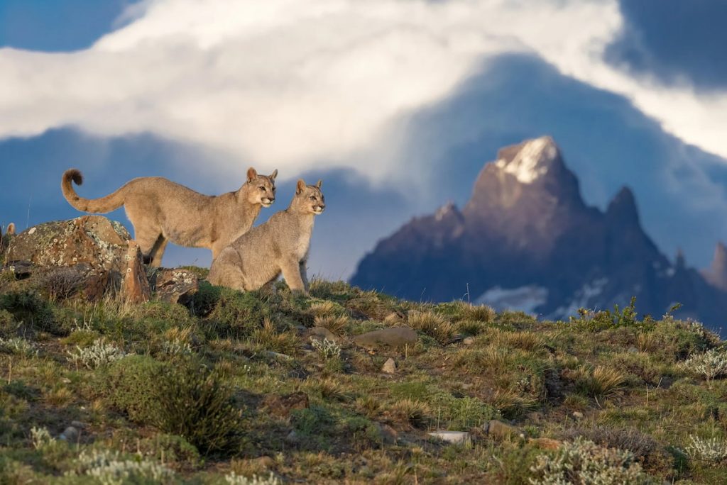 Puma patagónico en el Parque Nacional Los Glaciares, Argentina