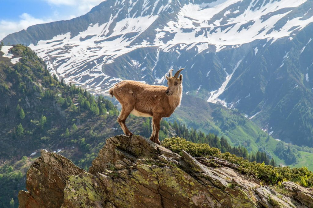 Rebeco alpino en las rocas del macizo del Mont Blanc, Alpes franceses