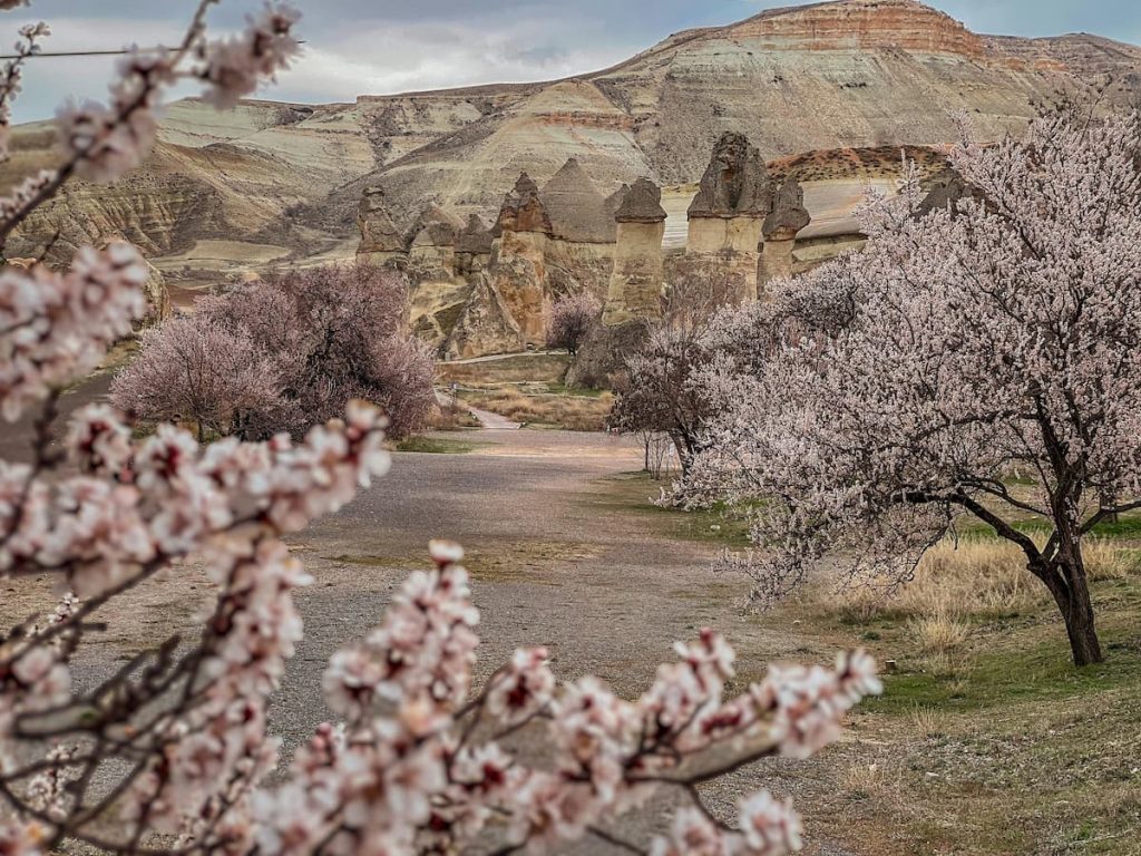 Retama blanca en las laderas áridas de Capadocia, Turquía
