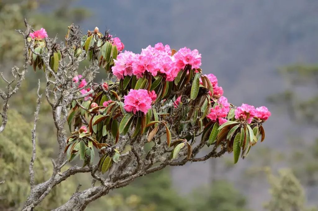 Rododendro del Himalaya en flor en los bosques del Everest, Nepal