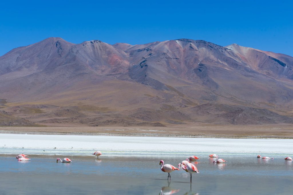 Salar de Atacama con flamencos y volcanes al fondo, Chile