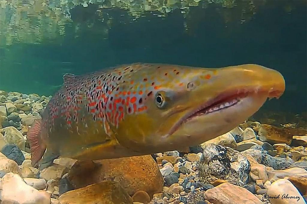 Salmón del Atlántico en el río Niágara, Nueva York