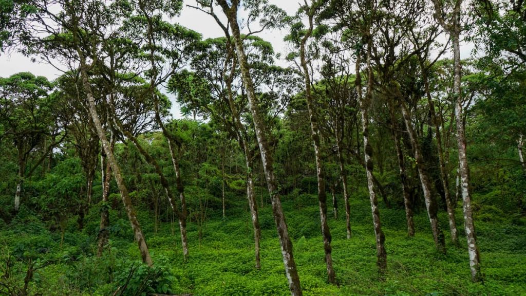 Bosque de Scalesia en las Islas Galápagos, Ecuador