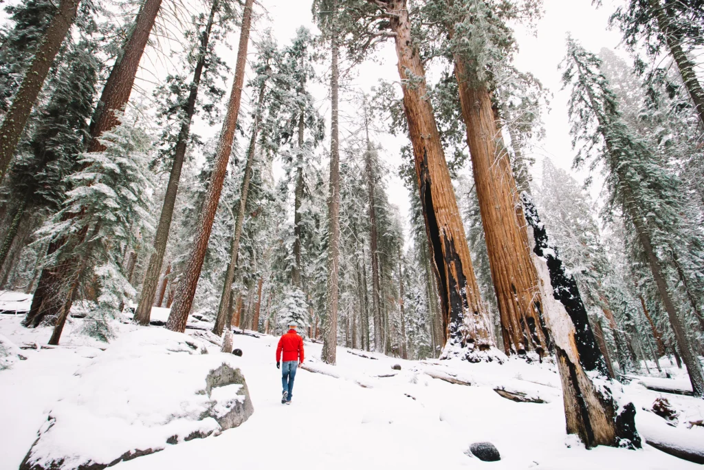 Secuoyas gigantes nevadas en invierno en el Parque Nacional de las Secuoyas, California