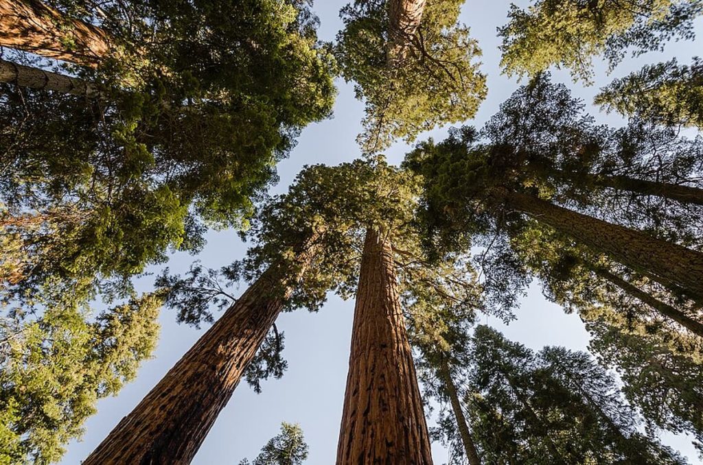 Secuoya gigante en el bosque de Mariposa Grove, Parque Nacional de Yosemite