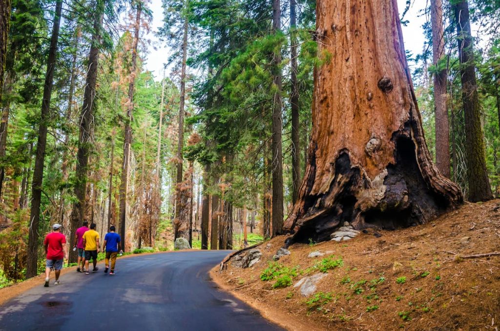  Senderistas entre secuoyas gigantes en el Giant Forest, Parque Nacional de las Secuoyas