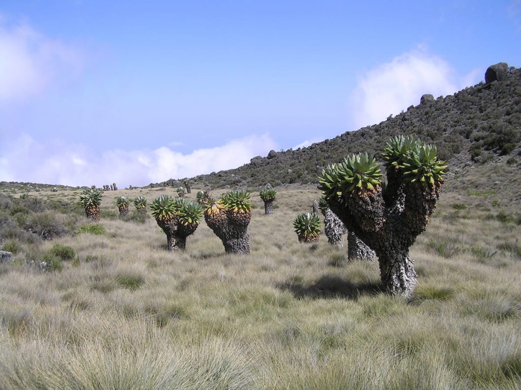 Senecio gigante en el páramo alpino del Kilimanjaro, Tanzania