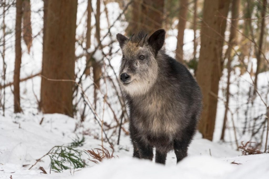 Serow japonés en las laderas rocosas del Monte Fuji, Japón