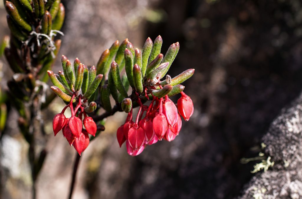 Tepuia campbelliae en la cima del Auyán-tepui, Parque Nacional Canaima, Venezuela