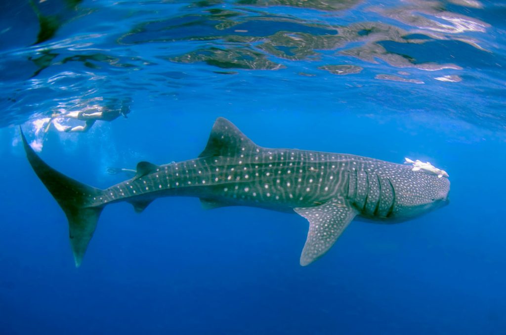  Tiburón ballena en las aguas de la Gran Barrera de Coral, Australia