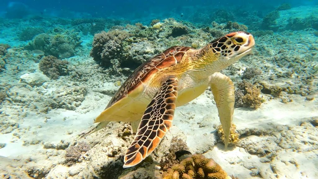  Tortuga verde nadando sobre el coral de la Gran Barrera de Coral, Australia