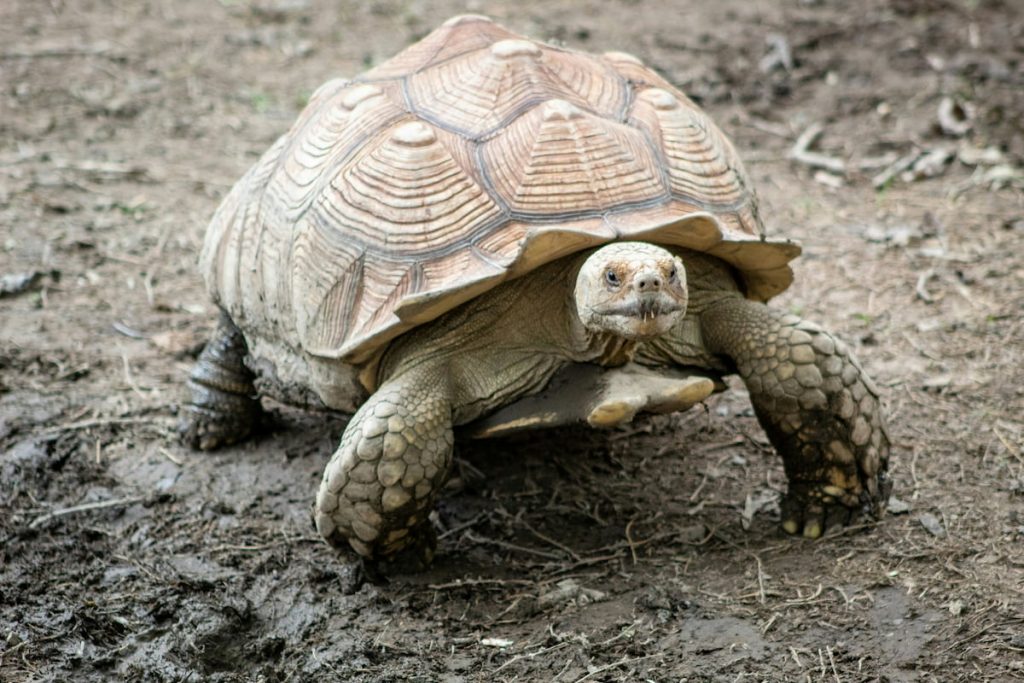 Tortuga gigante de Galápagos en la Estación Darwin, Islas Galápagos, Ecuador