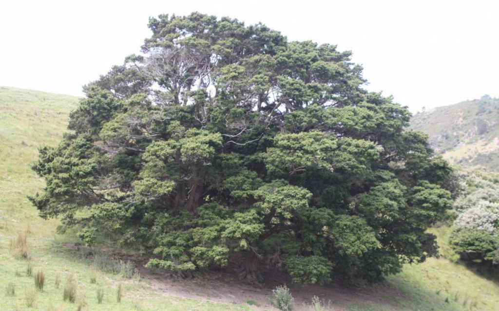 Bosque de totara en el Parque Nacional de Fiordland, Nueva Zelanda