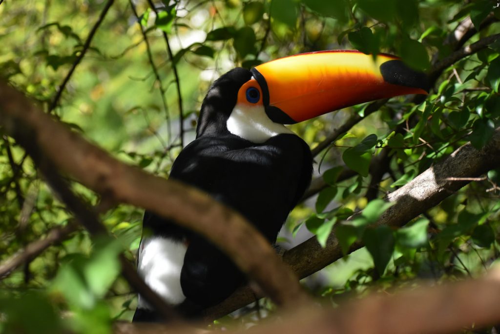 Tucán toco en la selva del Parque Nacional Iguazú, Cataratas del Iguazú Argentina