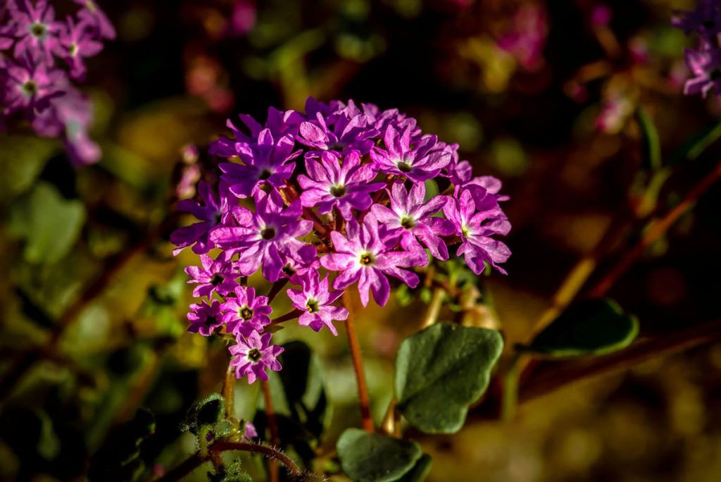 Verbena de arena de Yellowstone en la orilla del lago Yellowstone
