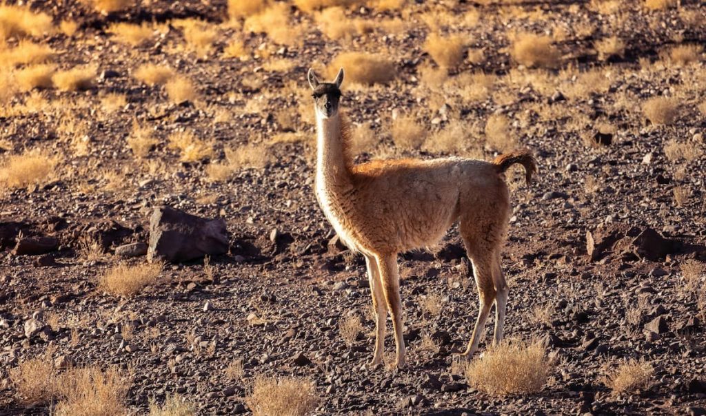 Vicuñas en el altiplano del Desierto de Atacama, Chile