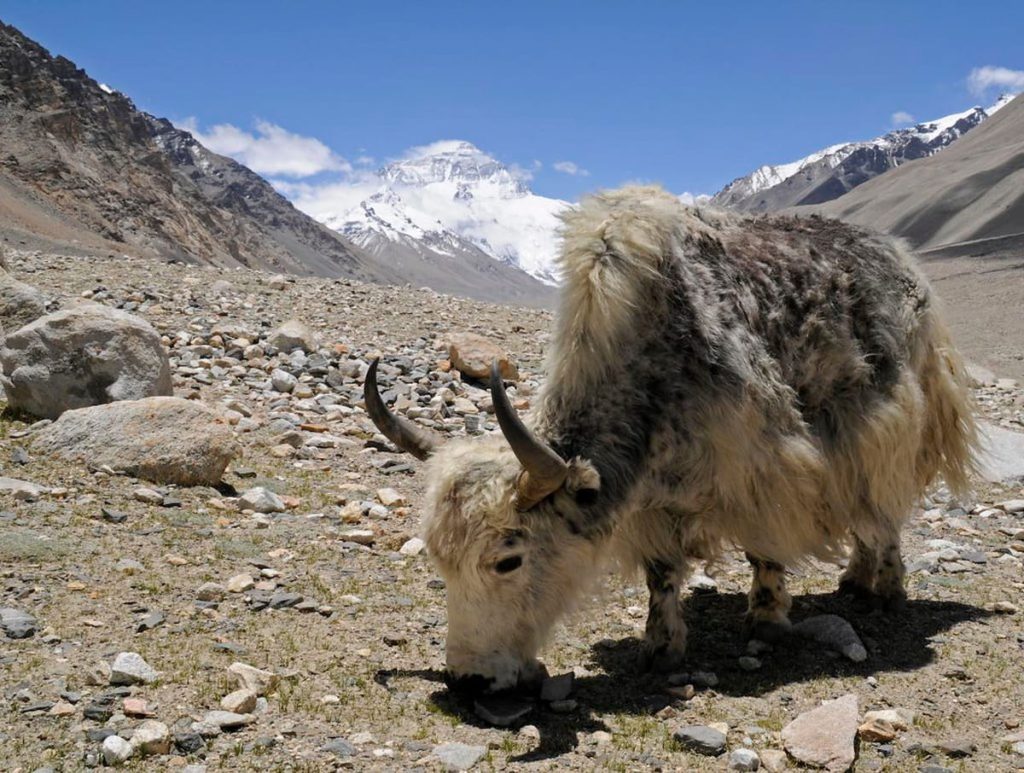 Yak salvaje en las altas laderas del Himalaya cerca del Everest, Nepal